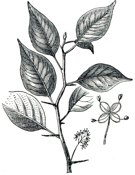 Osage-orange, Horse-apple, Bois D'Arc, or Bodark.