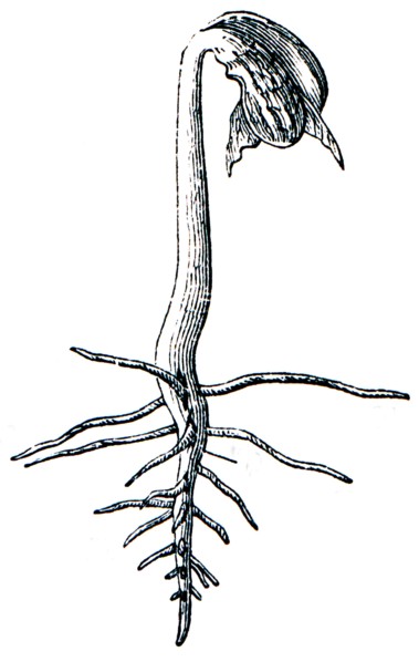 Rootstock sprouting beans.