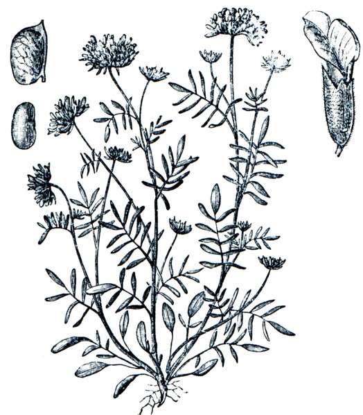 Common kidneyvetch, Kidney vetch - Anthylli vulneraria.