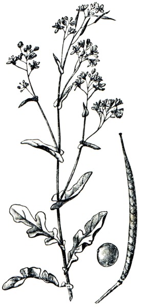 Rapini.