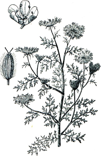 Wild carrot.