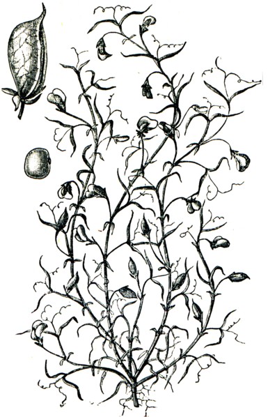 Grass pea.