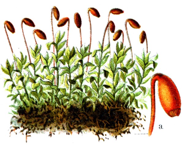 Mnium cuspidatum.