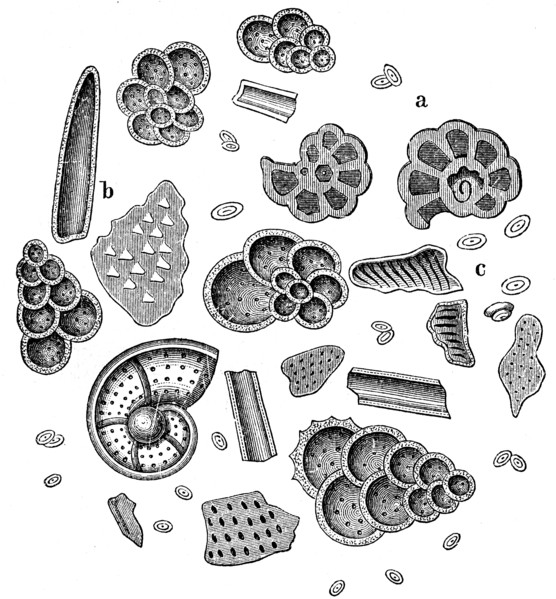 Microscopic preparation of chalk.