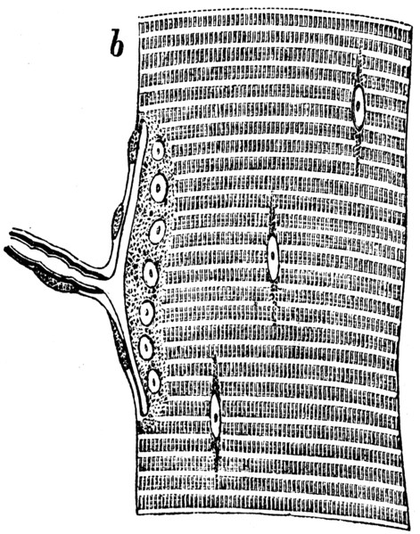 Smooth muscles of the lizard.