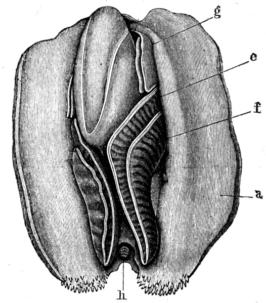 Anodonta anatina.