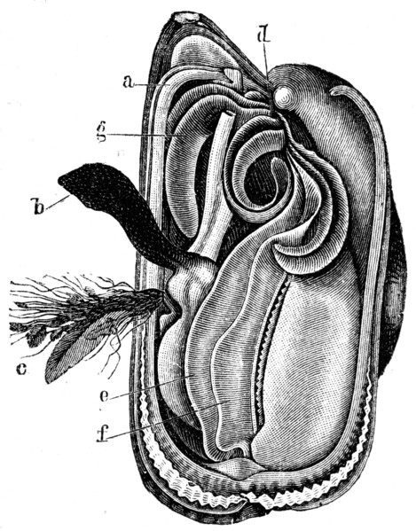 Mytilus edulis.