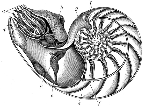 Nautilus pompilius.