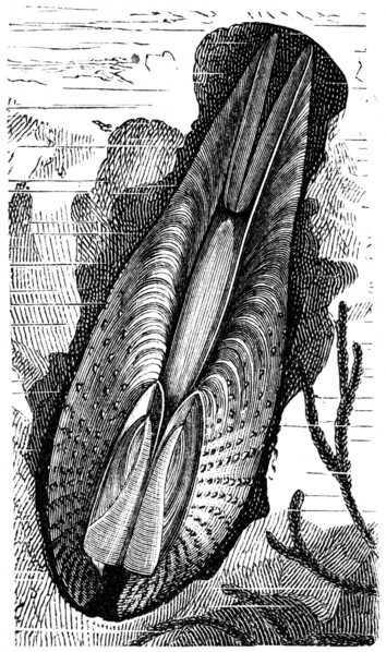 Pholas dactilus.
