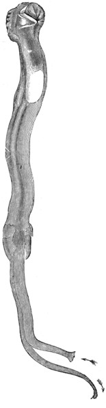 Woodworm - Teredo fatalis.