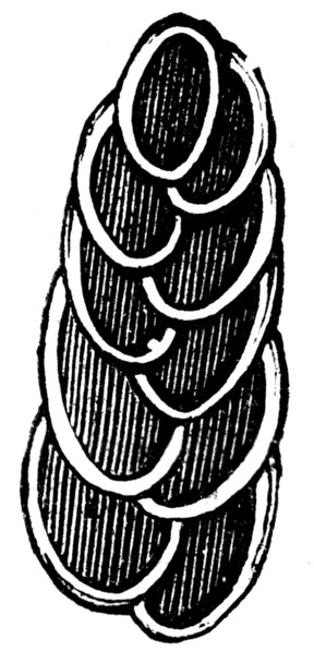 Rhizopods.