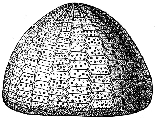 Sea urchin.