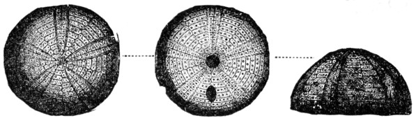 Sea urchin.
