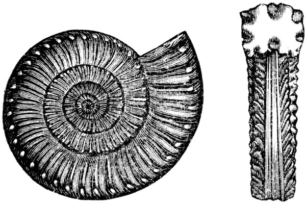 Ammonites bucklandi.