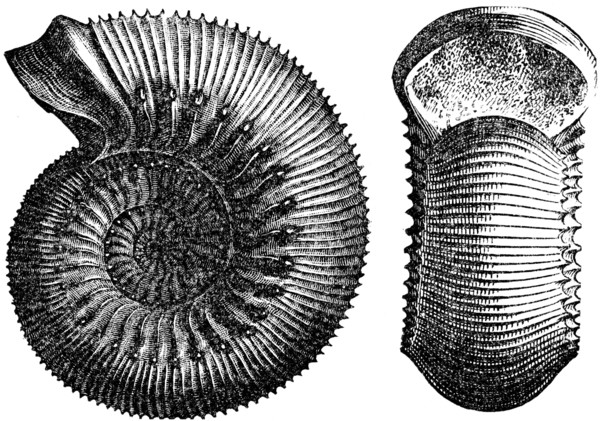 Ammonites humpheriesianus.