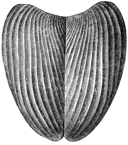 Aptyhus camellosis.