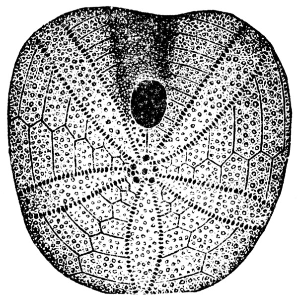 Echinobrissus scutatus, sea urchins.