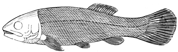Fish Megalurus.