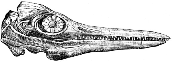 Ichthyosaur skull.