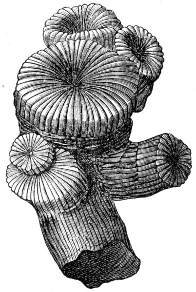 Thecosmilia annularis, coral.