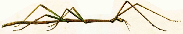 Beetle imitating the branch.