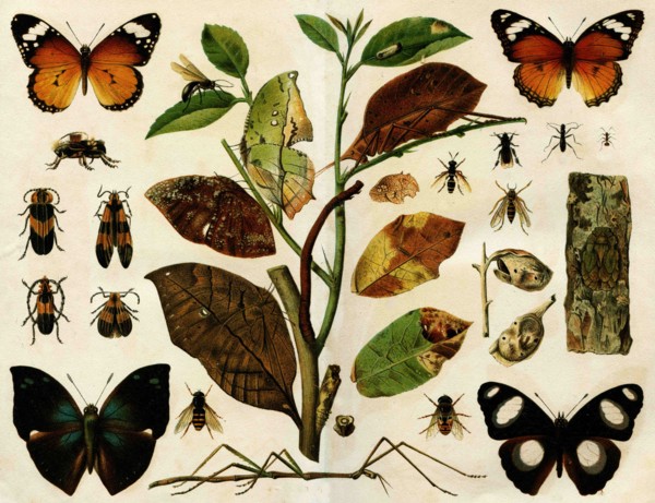 Insects.