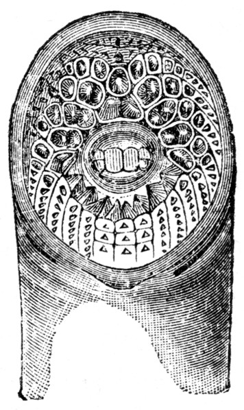 Sucker of lamprey.