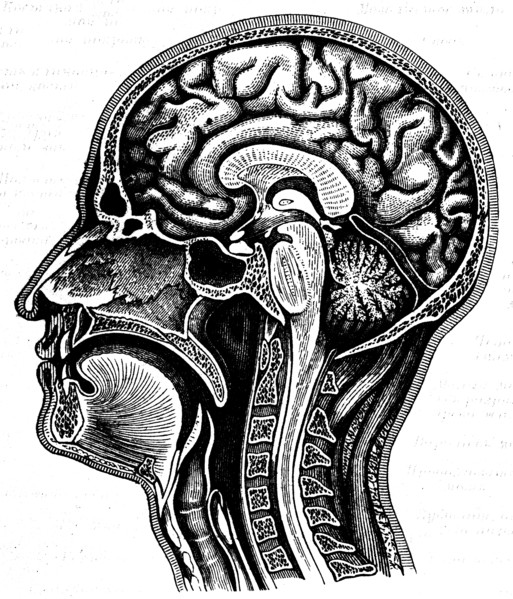 Cerebrum.