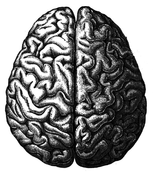 Cerebrum.