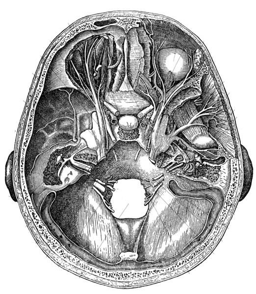 Nerves of the skull base.