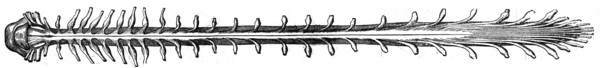Spinal cord.