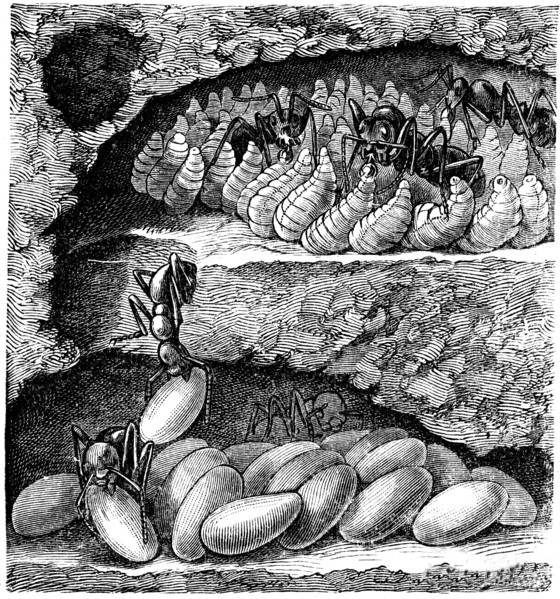 Individual ant nest chamber, at the top of the larvae are feeding.