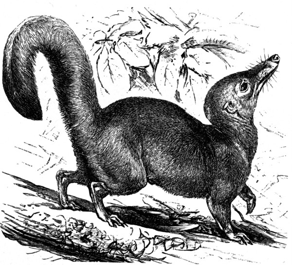 Large Treeshrew.