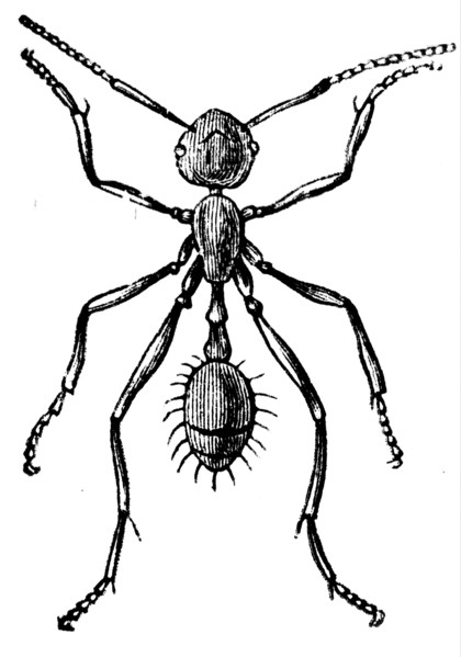 Worker ant.