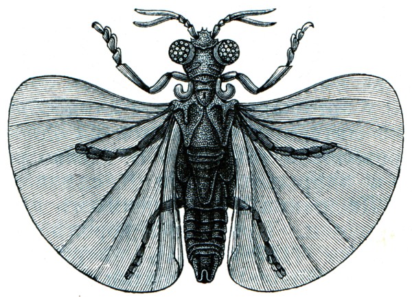Xenos Peckil.