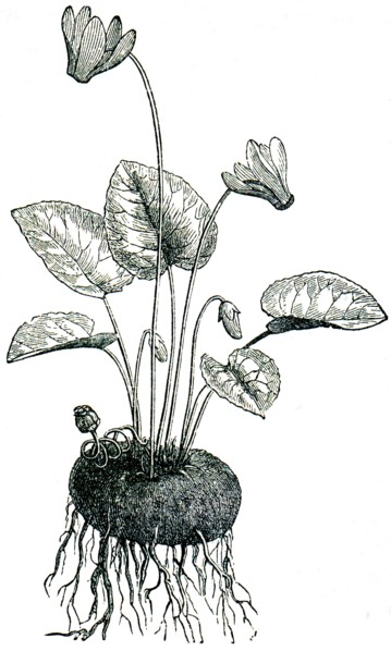 Alpine violet.