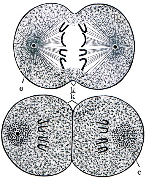 Cell division.