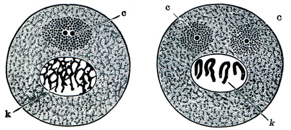 Changes in the cells prior to division.