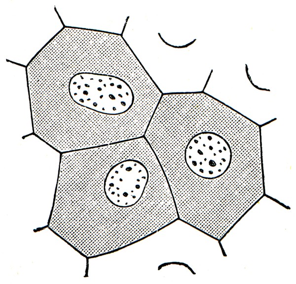 Epithelial cells in the skin of frogs.