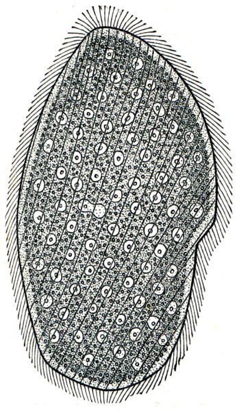 Opaline - multicore ciliated infusoria.