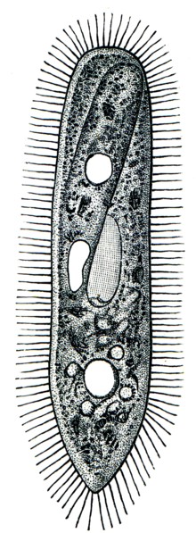 Paramecium - ciliary ciliate.