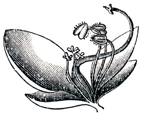 Commelina flower.