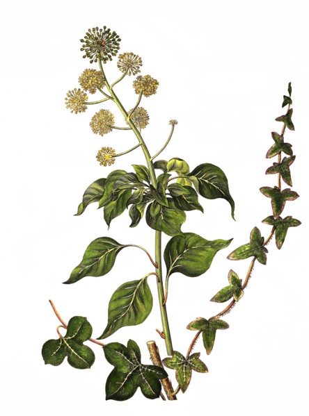 Common Ivy