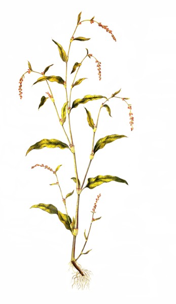 water pepper