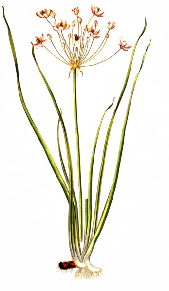swan flower