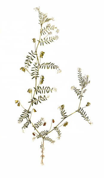 Vicia hirsuta