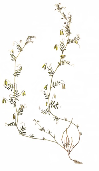 Four-seeded vetch