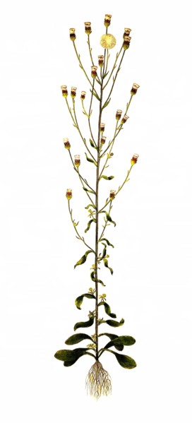 Sharp fleabane or real fleabane