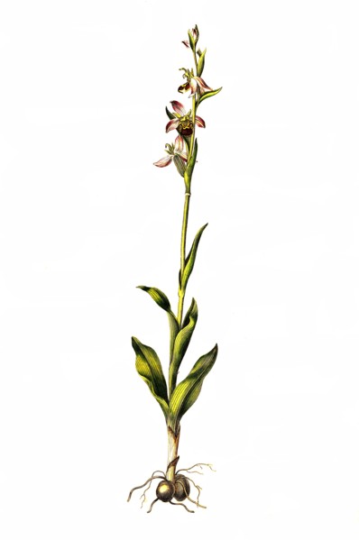 Bee Orchid