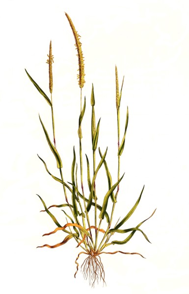 field foxtail grass